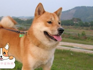 为什么柴犬很凶 柴犬很凶的原因