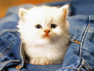 猫生小猫怎么处理