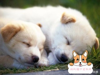 狗狗生病后正确的对待方法