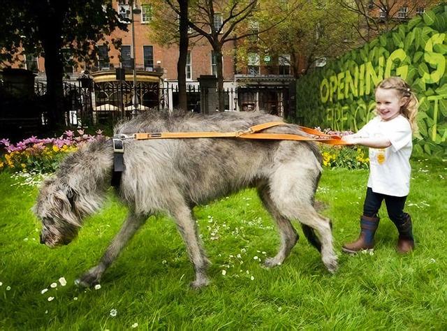 大狗被称为“温柔的巨人”其实对孩子非常友好 第3张