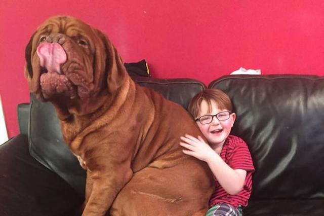 大狗被称为“温柔的巨人”其实对孩子非常友好 第8张