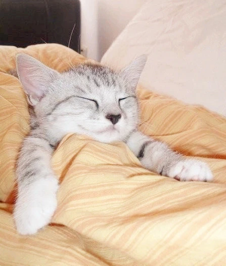 猫咪做梦的时候会做梦吗？狗狗的梦里最多的梦境