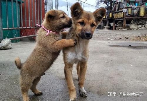 区分柴犬和“土狗”，快看过来，教你区分
