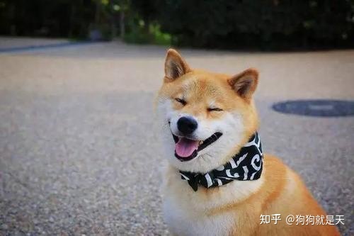 区分柴犬和“土狗”，快看过来，教你区分
