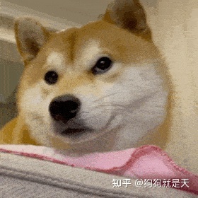 区分柴犬和“土狗”，快看过来，教你区分
