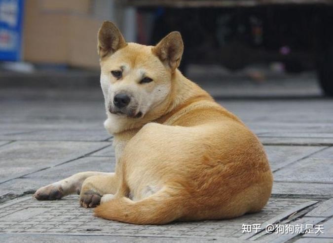 区分柴犬和“土狗”，快看过来，教你区分
