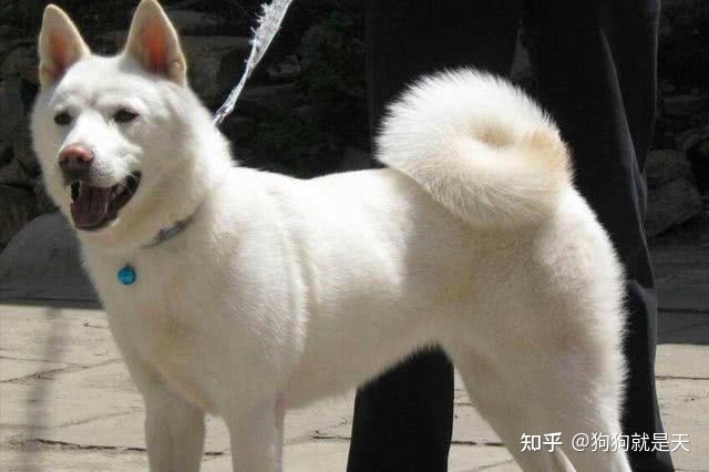 区分柴犬和“土狗”，快看过来，教你区分
 第5张