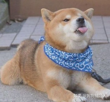 区分柴犬和“土狗”，快看过来，教你区分
 第6张