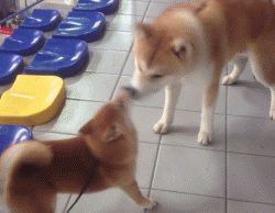 区分柴犬和“土狗”，快看过来，教你区分
 第7张