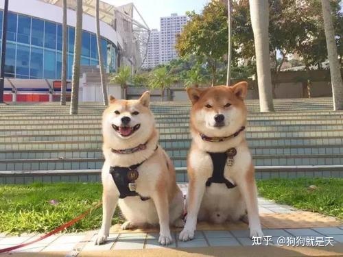 区分柴犬和“土狗”，快看过来，教你区分
 第8张