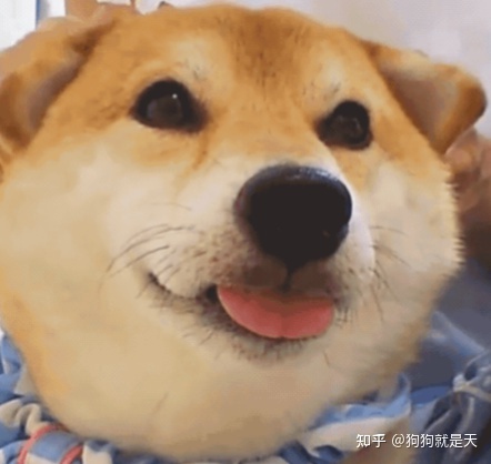 区分柴犬和“土狗”，快看过来，教你区分
 第9张