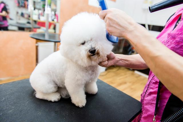 纯种比熊看颜色成熟的纯种比熊犬最为推荐 第3张