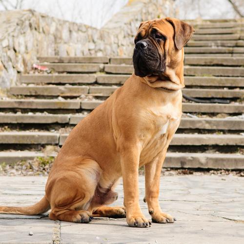盘点一下10种温柔的大型犬，让人们接纳它们！