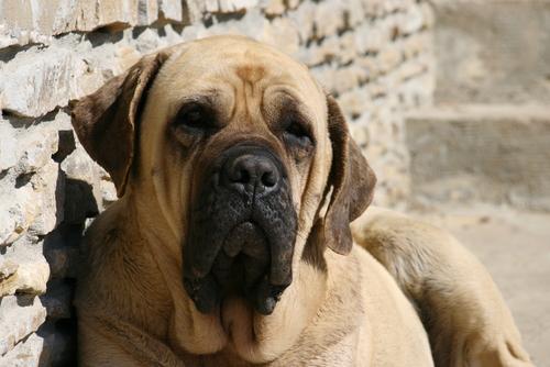 盘点一下10种温柔的大型犬，让人们接纳它们！ 第6张