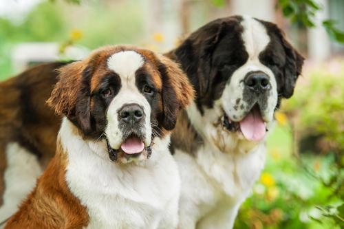 盘点一下10种温柔的大型犬，让人们接纳它们！ 第7张