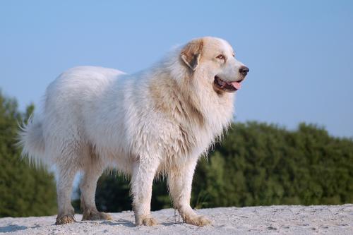 盘点一下10种温柔的大型犬，让人们接纳它们！ 第9张