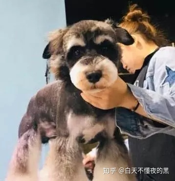 教雪纳瑞日常美容，雪纳瑞毛发护理注意事项！ 第2张