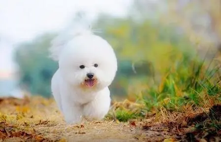 比熊犬女生会选择饲养的小型犬之一问题有哪些？ 第3张