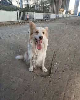 你养过边吗？瞧瞧智商第一的边牧犬是如何与主人斗智斗勇的吧