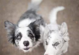 你养过边吗？瞧瞧智商第一的边牧犬是如何与主人斗智斗勇的吧