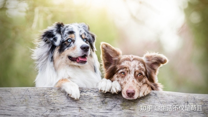 狗狗交配完成后母狗转身就会攻击公狗，这是为什么？
