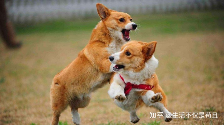 狗狗交配完成后母狗转身就会攻击公狗，这是为什么？

