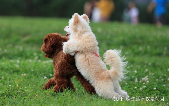 狗狗交配完成后母狗转身就会攻击公狗，这是为什么？
 第5张