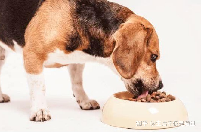 狗狗交配完成后母狗转身就会攻击公狗，这是为什么？
 第9张