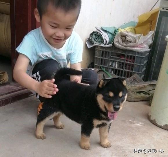 贵州虎头土狗图片 更是我们心中对童年的那份执念！您还记得吗？ 第2张