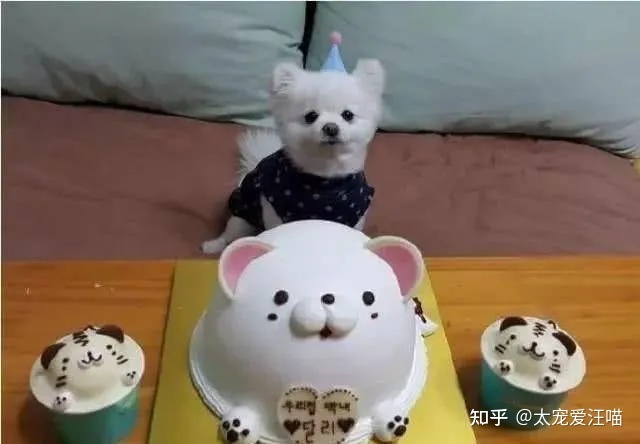 
为什么会有人把狗称作儿子？看完你就知道了
 第9张
