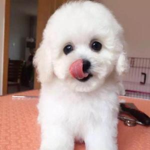 你家的比熊犬是纯种的吗？的具有这几大特征！
