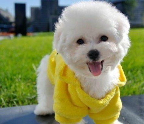 你家的比熊犬是纯种的吗？的具有这几大特征！
