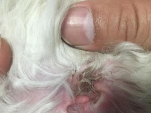 你家的比熊犬是纯种的吗？的具有这几大特征！
