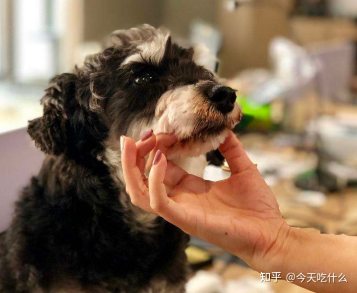 养雪纳瑞可以满足你的欲望，它的优势真的很多
