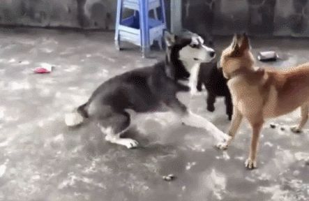 狗狗交配结束后，母狗会很凶地咬住公狗吗？
