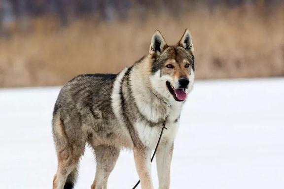 众所周知，狗狗的祖先是狼，但哈士奇跟狼也就长得像 第1张