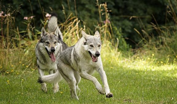 众所周知，狗狗的祖先是狼，但哈士奇跟狼也就长得像 第3张