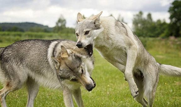 众所周知，狗狗的祖先是狼，但哈士奇跟狼也就长得像 第5张