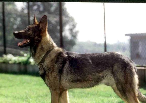 众所周知，狗狗的祖先是狼，但哈士奇跟狼也就长得像 第8张