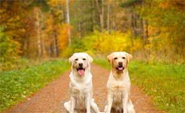 
怎么挑选拉布拉多犬？不必怕，只要牢记这5点！