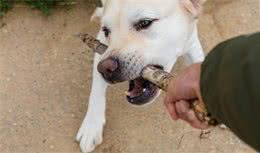 
怎么挑选拉布拉多犬？不必怕，只要牢记这5点！