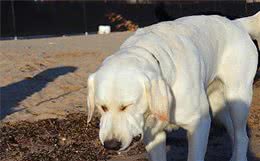 
怎么挑选拉布拉多犬？不必怕，只要牢记这5点！