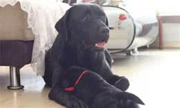 
怎么挑选拉布拉多犬？不必怕，只要牢记这5点！ 第7张