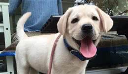 
怎么挑选拉布拉多犬？不必怕，只要牢记这5点！ 第8张