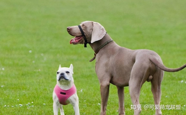 狗狗的4种交配方式，跟着我一起往下看吧~