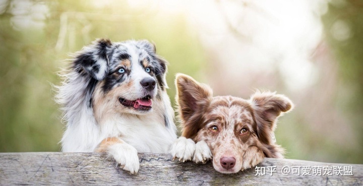 狗狗的4种交配方式，跟着我一起往下看吧~
