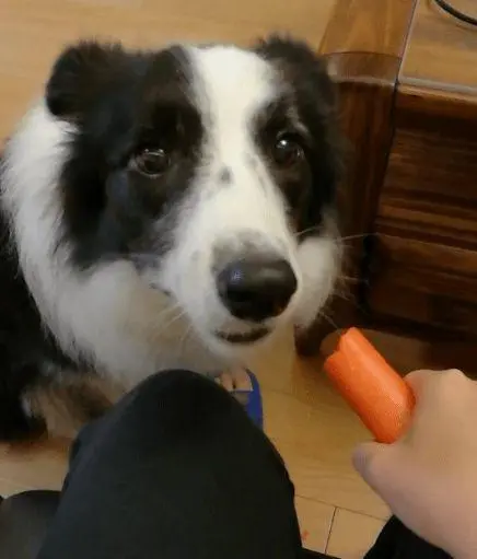 狗需要吃人的剩饭吗？边牧吃的佐料的话