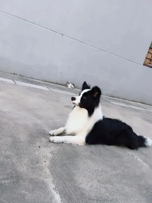 狗需要吃人的剩饭吗？边牧吃的佐料的话