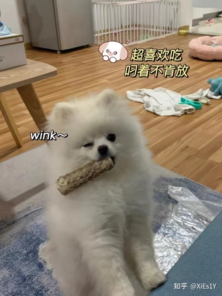 狗狗磨牙棒怎么办？怎么吃才好呢？！ 第1张