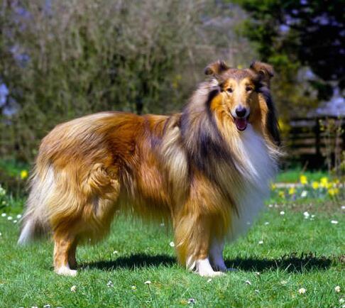 苏格兰牧羊犬掉毛严重的原因有哪些？怎么办？ 第2张